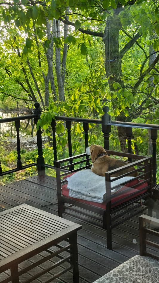 Off-Grid Energy Freedom: A Russian Forest Home Powered by Deligreens